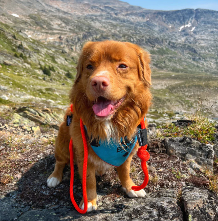 Fernie Clasp Dog Rope Leash