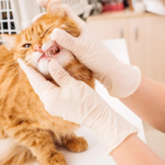 Pet Care Surgery Center
