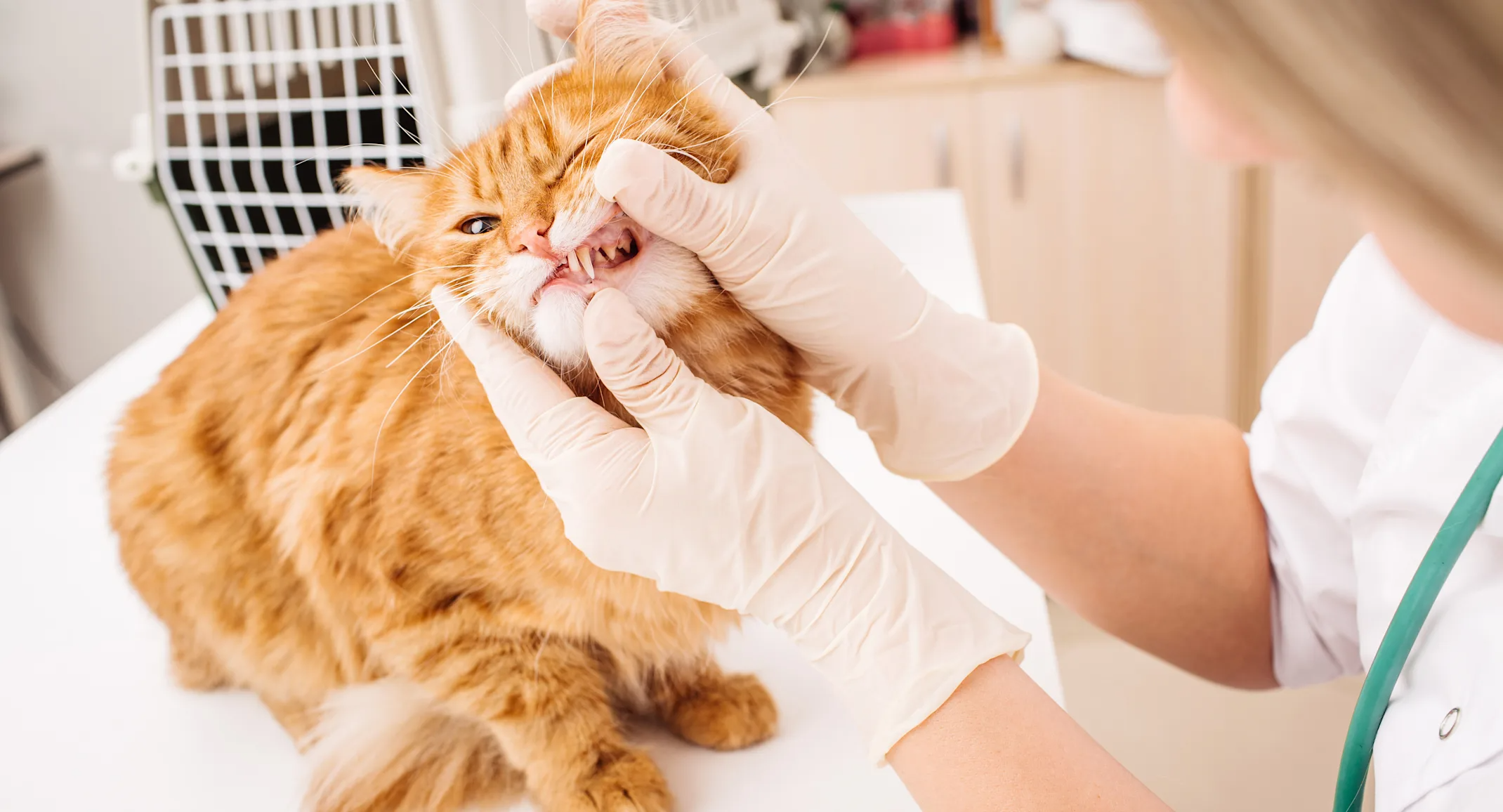 Pet Care Surgery Center