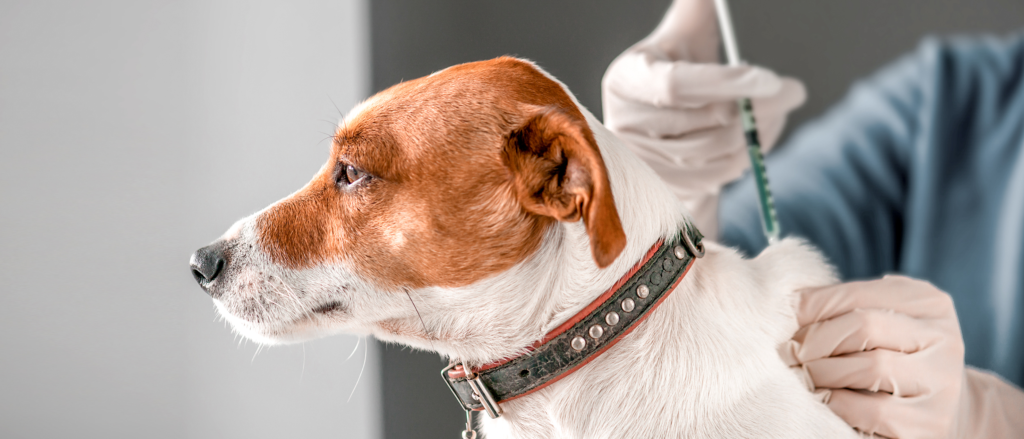 dog surgery center