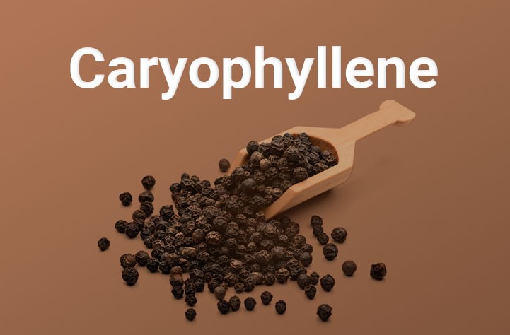 beta-caryophyllene health benefits
