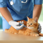 Cat vaccination in Encino