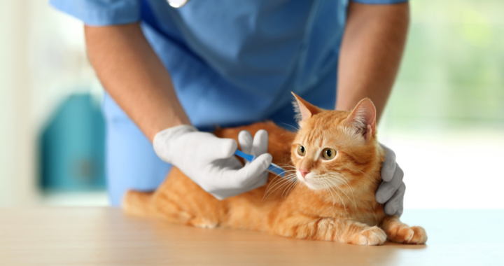 My Cat Had a Vaccine Reaction in Encino: What Should I Do