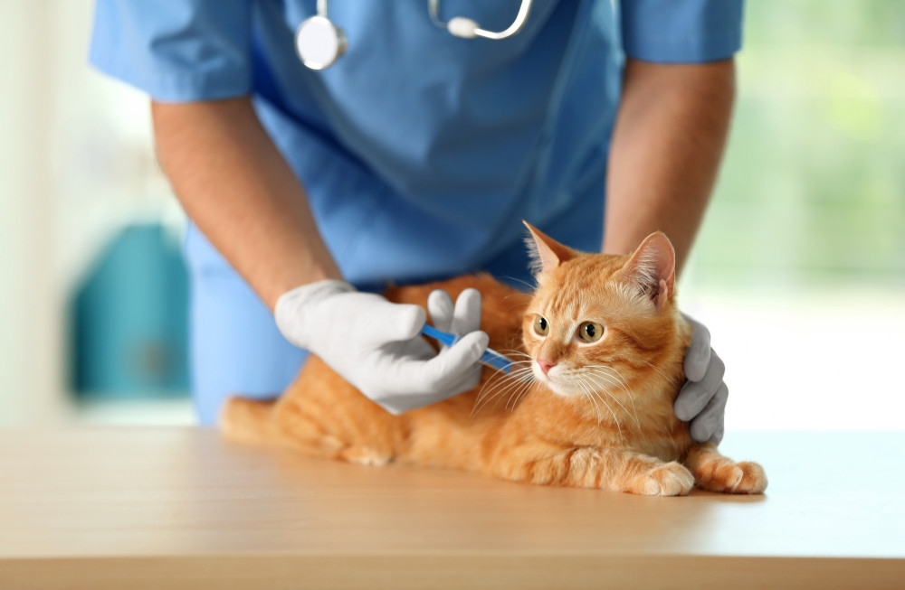 Cat vaccination in Encino