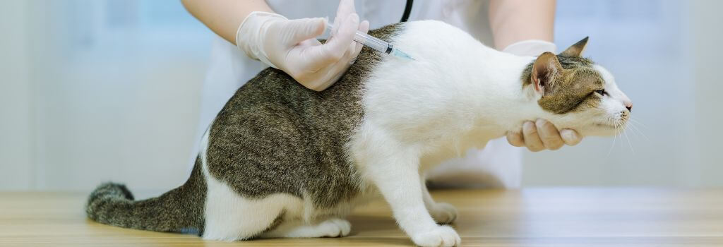 cat vaccinations