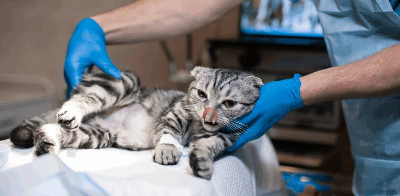 vet hospital
